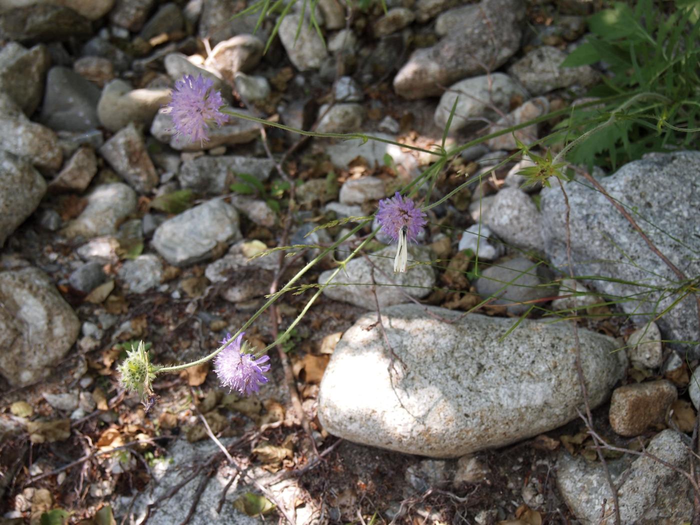 Scabious, (thrice divided) plant